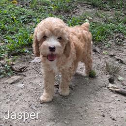 Jasper - Buff male Cockapoo puppy in Sunset, Louisiana from Cano Cockapoos
