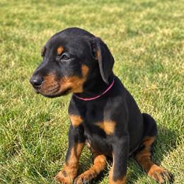 Pink girl - Black and rust female Doberman Pinscher puppy in Peru, Indiana from De luxe dobermans