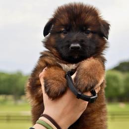 Koda - Black and red male German Shepherd puppy in Canton, Texas from WILDWOOD GERMAN SHEPHERDS