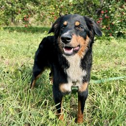 Miniature Australian Shepherd and Toy Australian Shepherd Puppies from Loyal Litters Toy Australian Shepherds