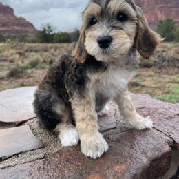 Hazelnut - Silver male Goldendoodle puppy in San Diego, California from Fire Sky Kennels