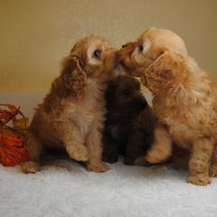 Australian Shepherd, Cavalier King Charles Spaniel, and Cavapoo Puppies from Dogwood & Sassafras Companions