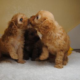 Australian Shepherd, Cavalier King Charles Spaniel, and Cavapoo Puppies from Dogwood & Sassafras Companions