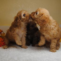 Australian Shepherd, Cavalier King Charles Spaniel, and Cavapoo Puppies from Dogwood & Sassafras Companions