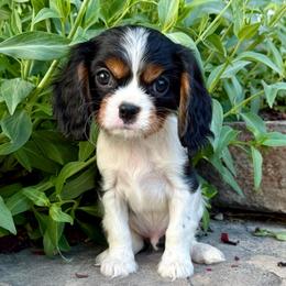 Max - Chocolate Gene - Tri-color male Cavalier King Charles Spaniel puppy in Draper, Utah from Peaks Pups & Cavachon Love Chocolate Cavaliers, Cavaliers, Cavachon’s, Cavapoos & Havanese