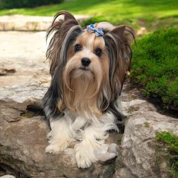 Chase - Biewer Terrier
