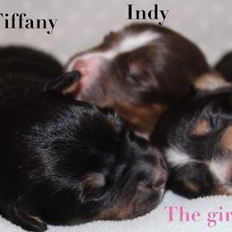 Australian Shepherd Puppies from Tru Blu Aussies