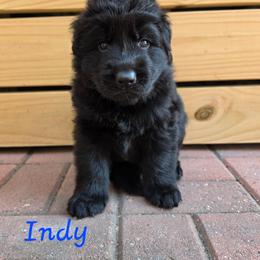 Boy 1 - Black male German Shepherd puppy in Winterville, North Carolina from Southern Creek (Vom Südbach) German Shepherds