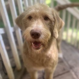 Socah - Labradoodle