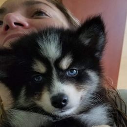 Pomsky Puppies from River Enz Pomskies