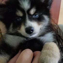 Pomsky Puppies from River Enz Pomskies