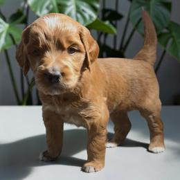 Shadow - Apricot male Goldendoodle puppy in Glenn Heights, Texas from Marvelous Mannered K9s of Texas