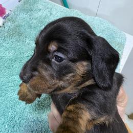 Black boy AKC - Black and tan male Dachshund puppy in Fayetteville, Pennsylvania from PA's Darling Doxies