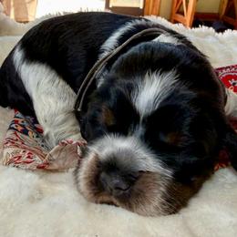 Denali (Pink) - Black white and tan female English Springer Spaniel puppy in Conifer, Colorado from Majestic Mountain Springs