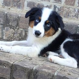 Aussiedoodles and Toy Australian Shepherds from Cotton Country Kennels