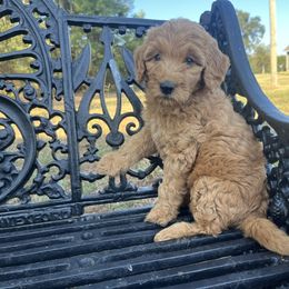 Girl 4 - Apricot female Goldendoodle puppy in Crawford, Mississippi from Magnolia State Poodles and Doodles