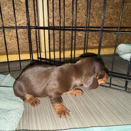 Girl 1 - Chocolate and tan female Dachshund puppy in Paisley, Florida from Pantheon Dachshunds