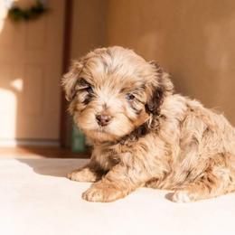 Aussiedoodle and Goldendoodle Puppies from Ever After Doodles Arizona