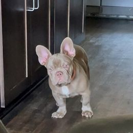Sarge - Blue fawn French Bulldog puppy in Tracy, California from EST Kennels