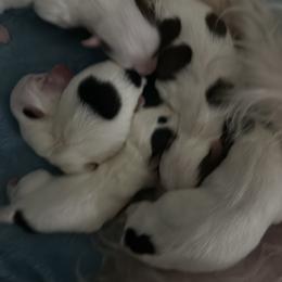 Yorkshire Terrier Puppies from Cristy’s Yorkies