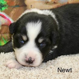 Newt - Black tri male Miniature Australian Shepherd puppy in Ronan, Montana from Dirt Road Aussie’s of Montana