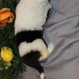 Old English Sheepdog, Sheepadoodle, and Shih Tzu Puppies from Animal Crackers