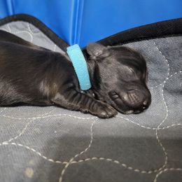Blue - Black male Dachshund puppy in Casa Grande, Arizona from Harris Hugs and Wiener Wiggles