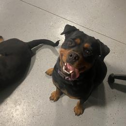 Rottweiler All Grown Up from Muletown Rotties
