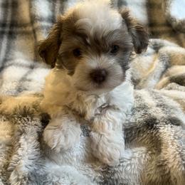 Grace - White female Havanese puppy in Starr, South Carolina from Home with Havanese