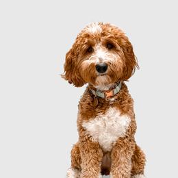 Ruby - Goldendoodle