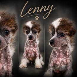 Lenny - Blue male Chinese Crested puppy in New Haven, West Virginia from EverCrest