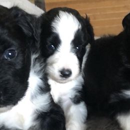Miniature American Shepherds from J's Mini Aussies