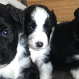 Miniature American Shepherds from J's Mini Aussies