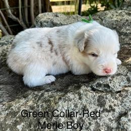 Green Collar - Red merle male Australian Shepherd puppy in Stayton, Oregon from Russell Ranch Aussies