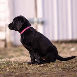 Labrador Retriever Puppies from Condition 1 Retrievers