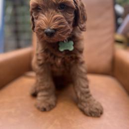 Goldendoodle Puppies from Lundee Doodles