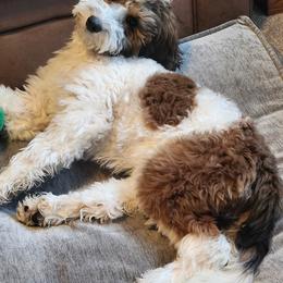 Cosmo - Parti male Goldendoodle puppy in Crawfordsville, Iowa from DoodleBlessings