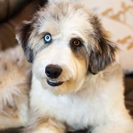 Williams - Blue merle male Aussiedoodle puppy in Tonopah, Arizona from Kae's Kennels
