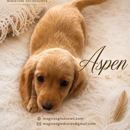 Aspen - Cream female Dachshund puppy in Shawnee, Oklahoma from Magic Eagle Miniature Dachshunds