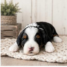 McIntosh - Tri-color male Bernedoodle puppy in Atwood, Oklahoma from Luxe Doodle Haven