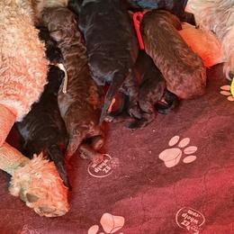 Poodle Puppies from Royal Dixie Poodles