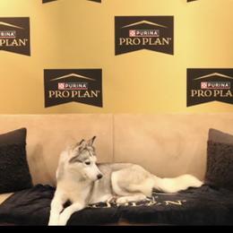 Siberian Husky All Grown Up from Twilights Kennel