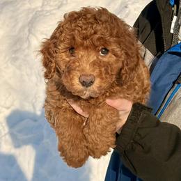 Lucy - Red female Bernedoodle puppy in Anchorage, Alaska from Cascade Country Doodles