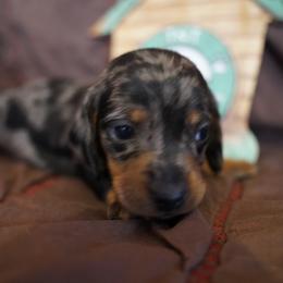 Gus - Dapple male Dachshund puppy in Quemado, New Mexico from TNT Dachshunds