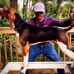 Treeing Walker Coonhound puppies from Janis Hunter