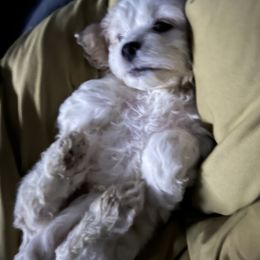 Cockapoo Puppies from Good Grief Doodles