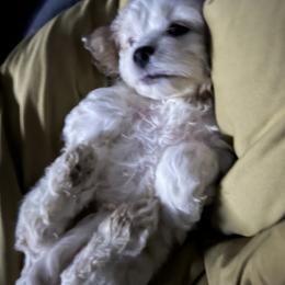 Cockapoo Puppies from Good Grief Doodles