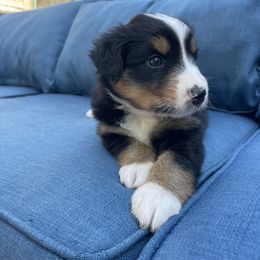Serena - Black tri-color Australian Shepherd puppy in Martha’s Vineyard, Massachusetts from Cranberry Hill Aussies