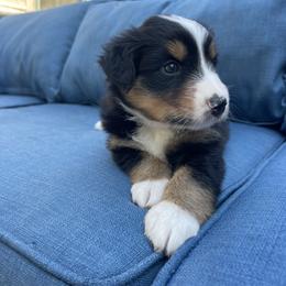 Serena - Black tri-color Australian Shepherd puppy in Martha’s Vineyard, Massachusetts from Cranberry Hill Aussies