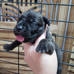 Gray Collar Male - Chestnut brindle male Cane Corso puppy in Lewistown, Montana from Corsi Amore Kennels